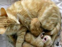 К чему снится кошка с котятами — толкование сна по сонникам