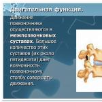 İnsan omurganın yapısı ve parçaları