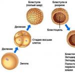 外胚葉、内胚葉、中胚葉の形成方法
