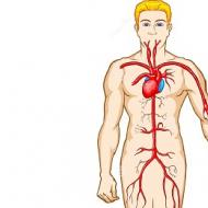 İnsan kan damarları ve damarları: ne ve ne tür bir çalışma gerçekleştirir?