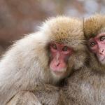 Zašto sanjate majmuna: različita tumačenja i značenja