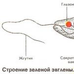 Kretanje crva, zahvaljujući kojim organima se može kretati