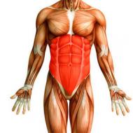 रीढ़ की हड्डी के स्टेबलाइजर्स की मांसपेशियों को मजबूत करने के लिए व्यायाम