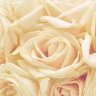 Kāpēc jūs sapņojat par daudzām rozēm?  Rozā rozes saskaņā ar sapņu grāmatu.  Kāpēc jūs sapņojat par rozi saskaņā ar Vangas sapņu grāmatu?