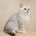 Scottish Fold kaķēni: aprūpe un raksturs Viss par Scottish Fold kaķu aprūpi