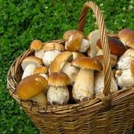 Étkezési gombák az Orenburg régióban Az Orenburg régió gombái