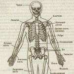 人間の骨格の構造