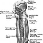 Ārējā grupa Muguras un iegurņa muskuļu anatomija
