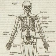 人間の骨格の構造