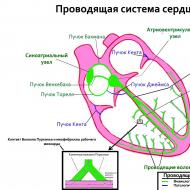 心臓の伝導系とその部門