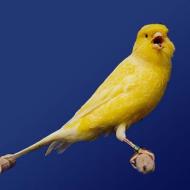 Melyik madarat vegyen gyermeknek - papagájt vagy kanárit?