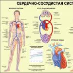 हृदय प्रणाली के अंगों की संरचना और कार्य