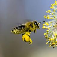 Cvetni polen za žene