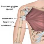 乳房の筋肉のための最高の演習：レビュー、説明と効率