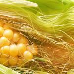 Kukurūzas zīds: pārskats par ārstniecības augu un tā izmantošanu Caurejas tēja uz kukurūzas zīda