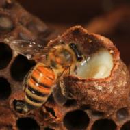 Milyen esetekben szedhető a méhpempő, használati utasítás és adagolás A méhpempő és felhasználása