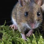 К чему снятся большие и маленькие мыши: толкование в сонниках Сонник серые мыши во сне