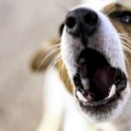 Különböző betegségekben szenvedő kutyák összes tünete Emésztőrendszeri és húgyúti rendellenességek