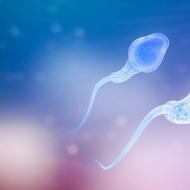 Успешное зачатие зависит от того, сколько живут сперматозоиды мужчины