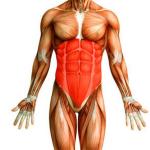 Vingrinājumi mugurkaula stabilizatoru muskuļu nostiprināšanai