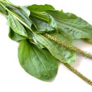 केला किससे मदद करता है: औषधीय गुण और पत्तियों और पौधों के रस के मतभेद