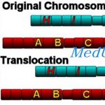A kromoszómában történő transzlokáció során