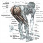 Hip biceps vingrinājumi