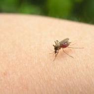 蚊が媒介する病気