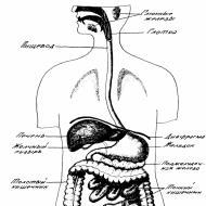 Građa, organi, funkcije i karakteristike ljudskog probavnog sistema