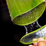 Mit kezel az aloe vera - az agave hasznos tulajdonságai és az alkalmazás módjai