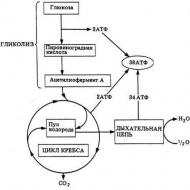 ATP szintézis oxidatív foszforilációval