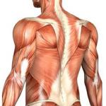 Muskuļu audu iekaisums